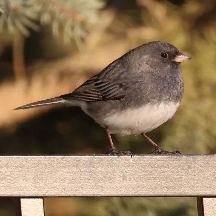 Dark-eyed Junco