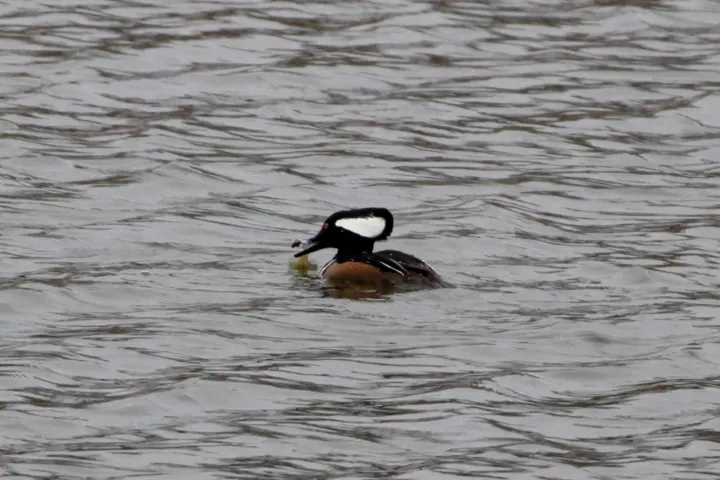 Hooded Merganser