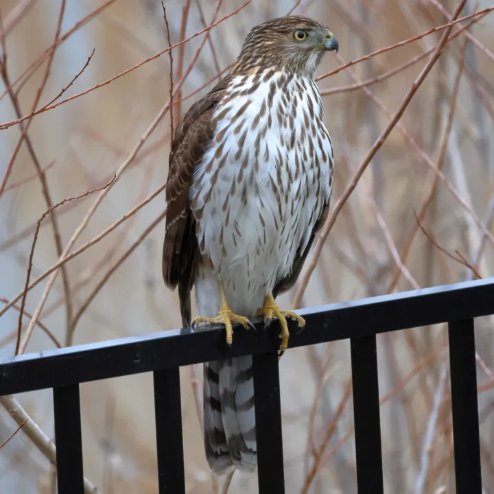 Cooper's Hawk