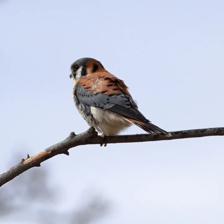 American Kestrel