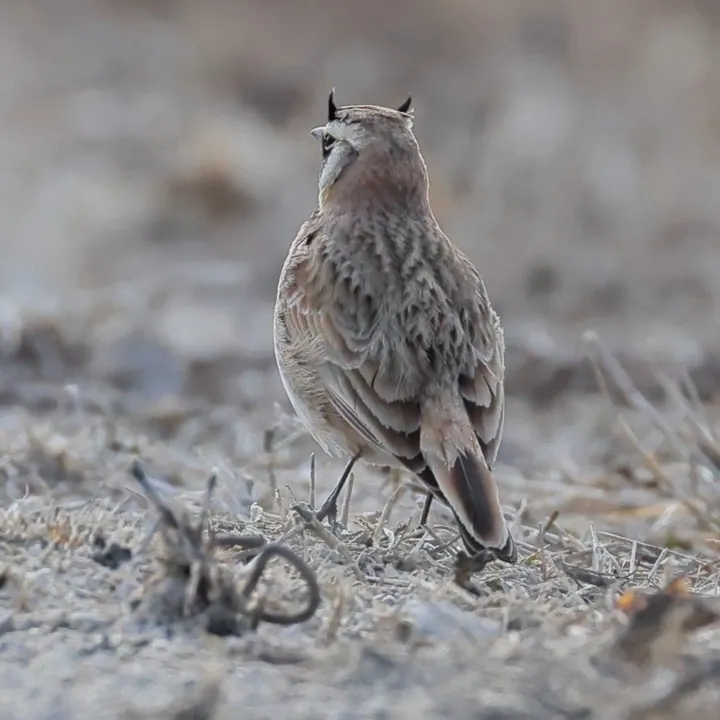 Horned Lark