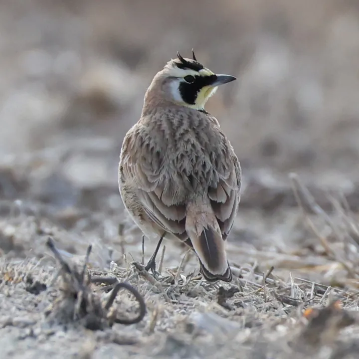 Horned Lark