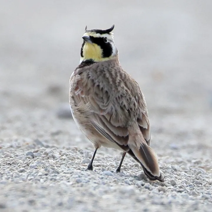 Horned Lark