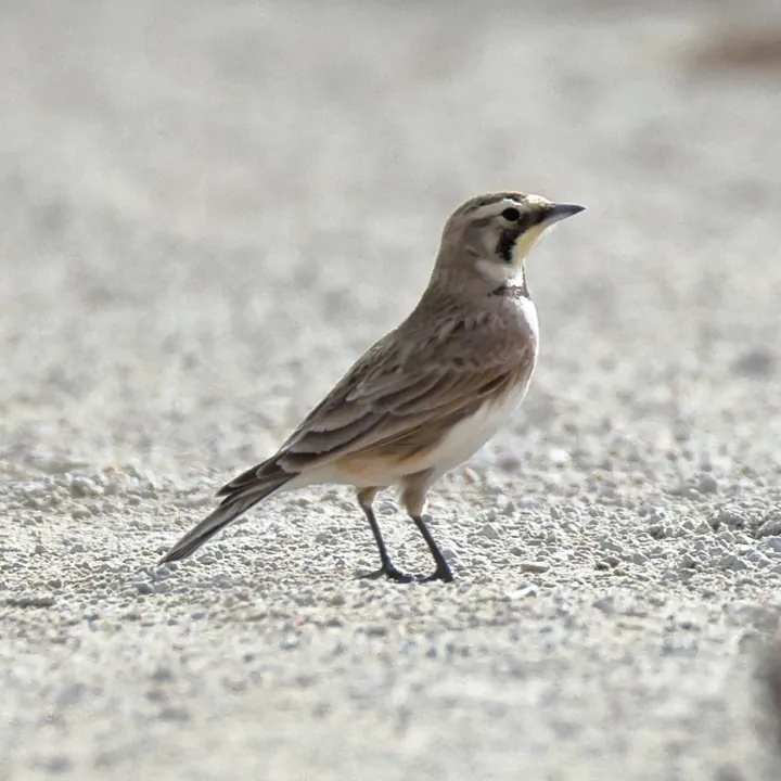 Horned Lark
