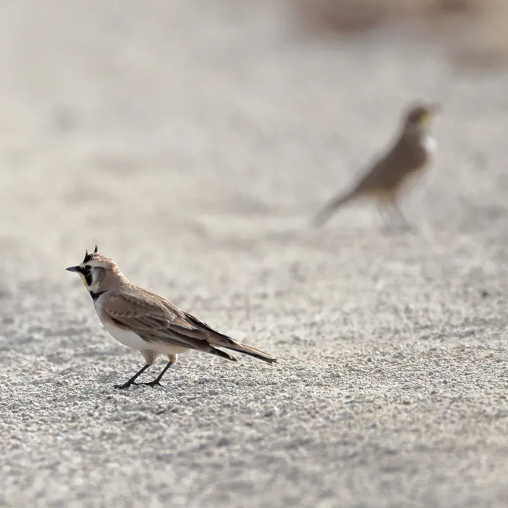 Horned Lark