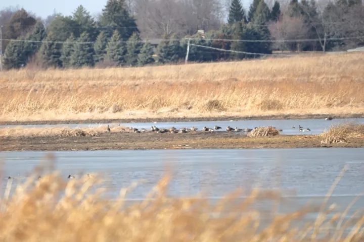 Greater White-fronted Goose