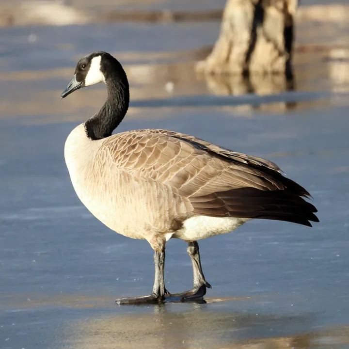 Canada Goose