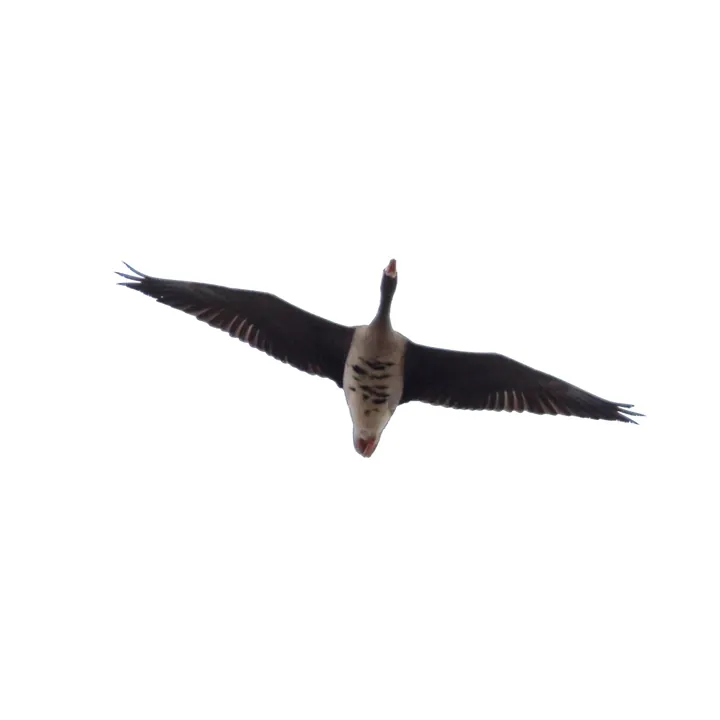 Greater White-fronted Goose