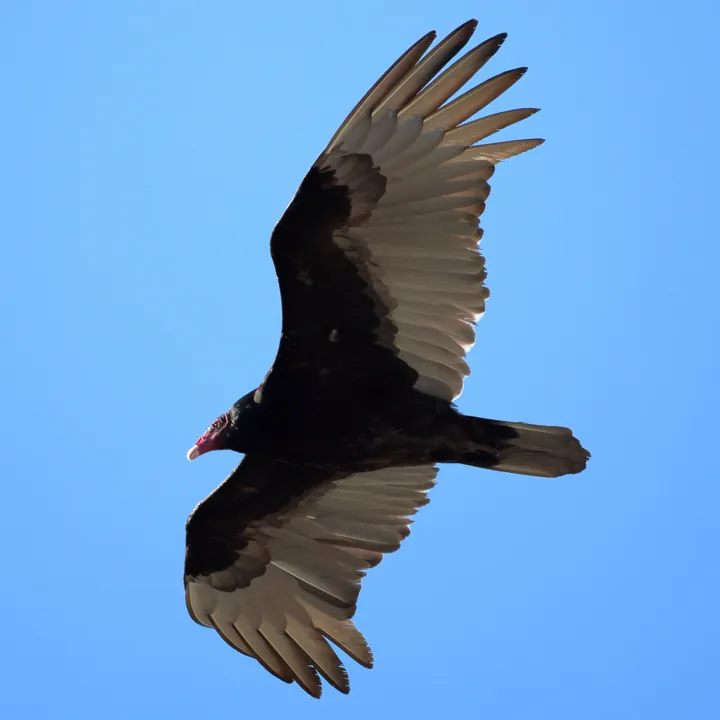 Turkey Vulture
