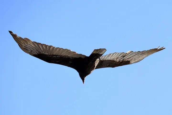 Turkey Vulture