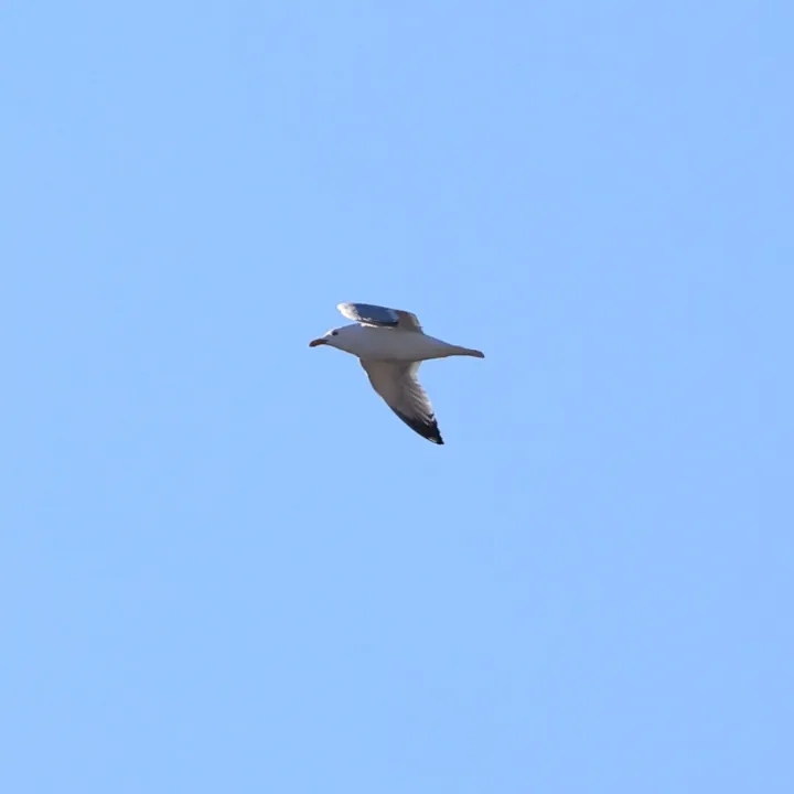 American Herring Gull