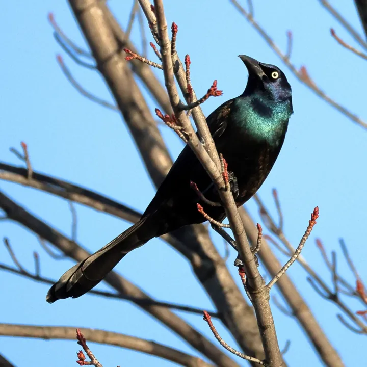 Common Grackle