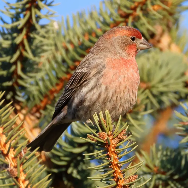 House Finch