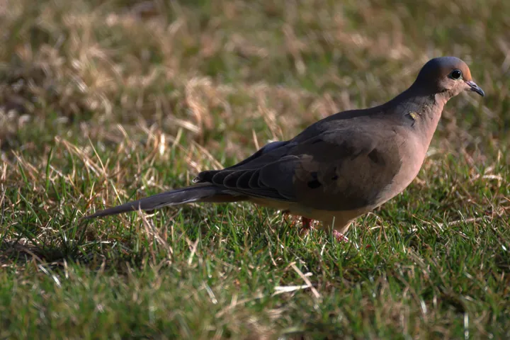 Mourning Dove