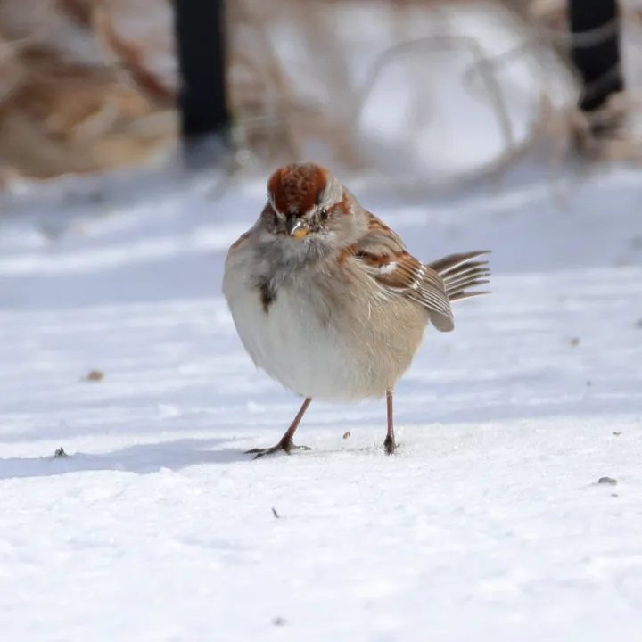 American Tree Sparrow