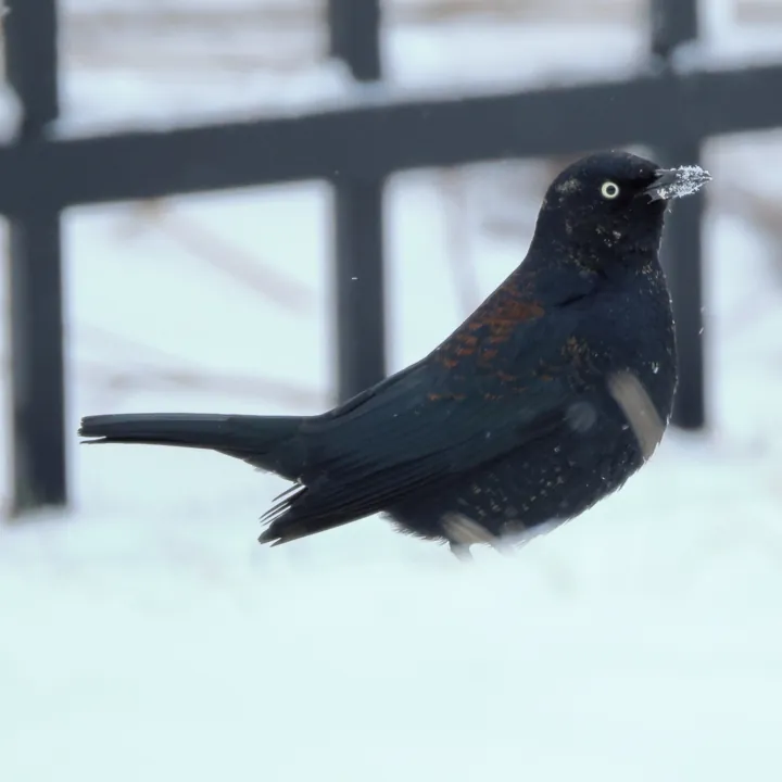 Rusty Blackbird
