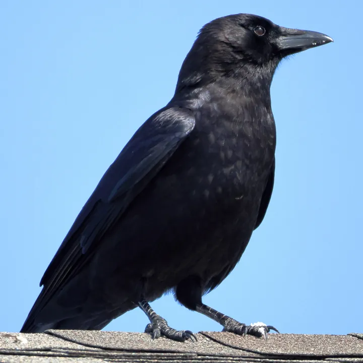 American Crow