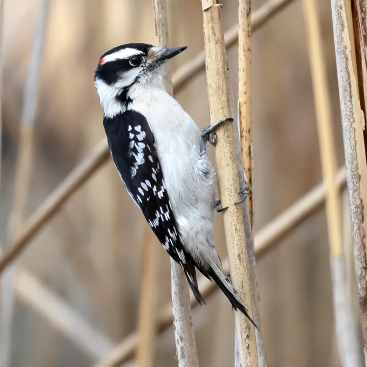 Downy Woodpecker