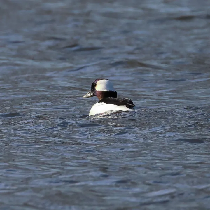 Bufflehead