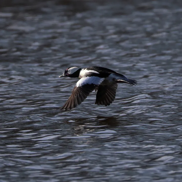 Bufflehead