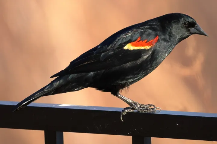 Red-winged Blackbird