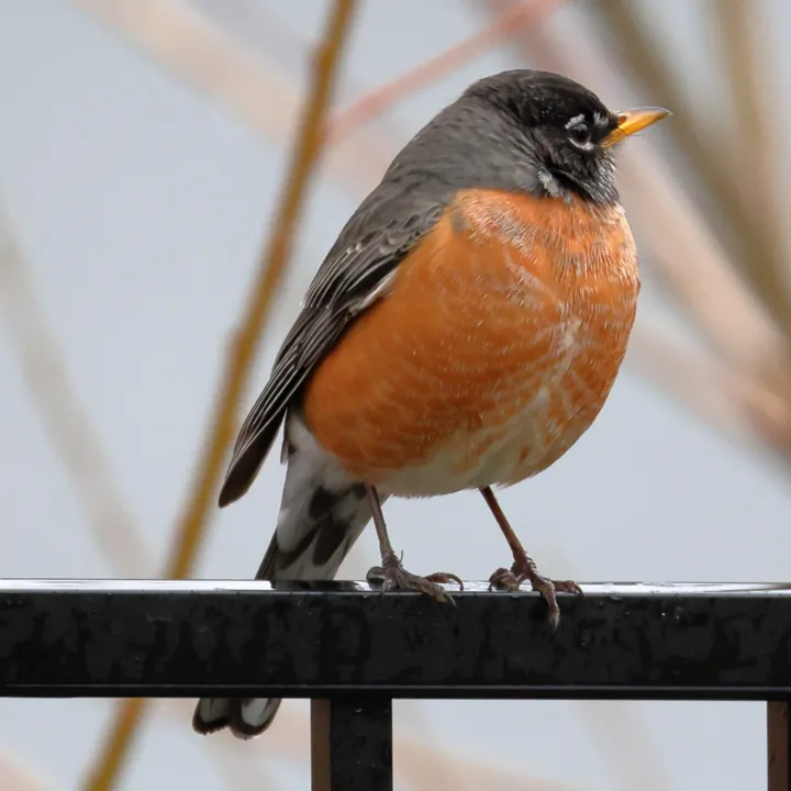 American Robin