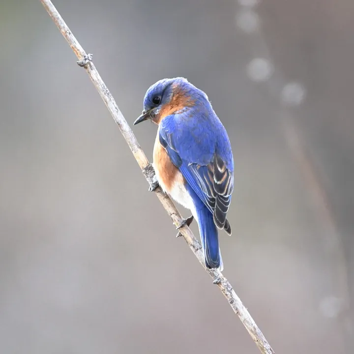 Eastern Bluebird