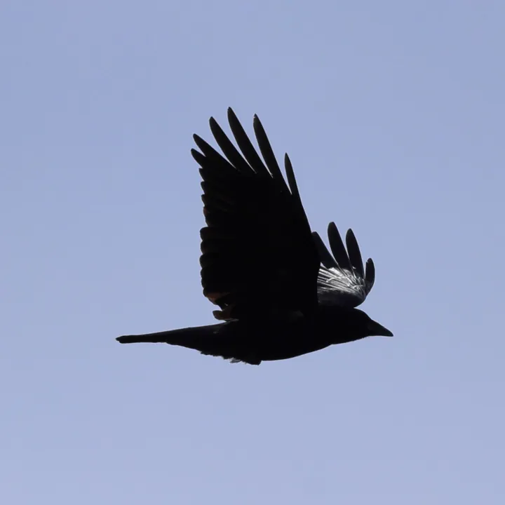 American Crow