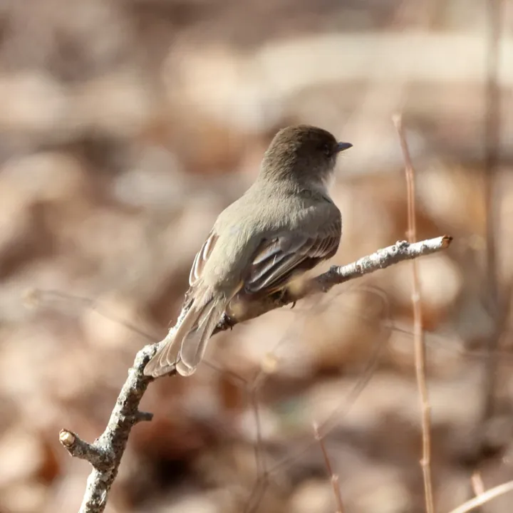 Eastern Phoebe