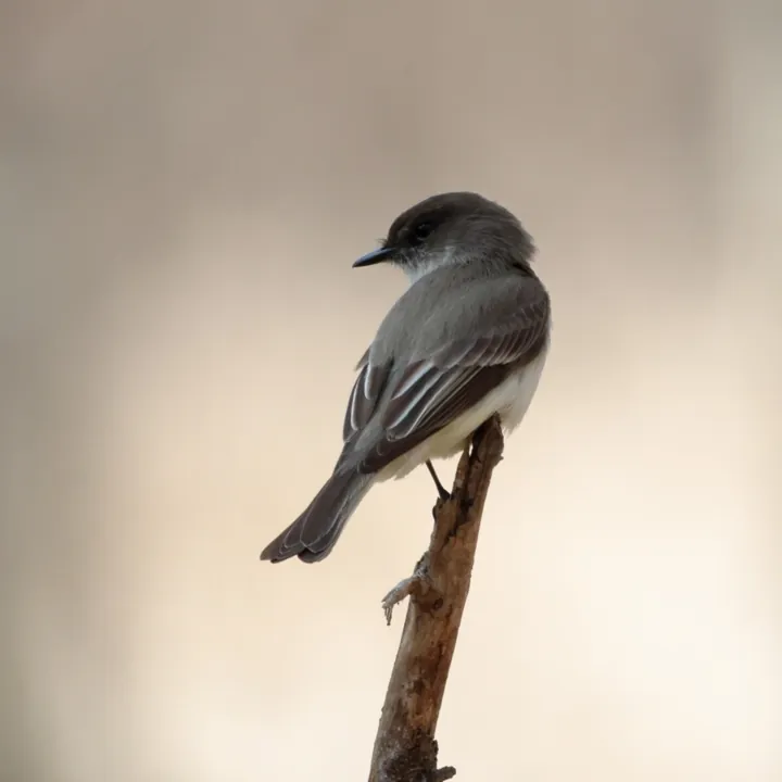 Eastern Phoebe