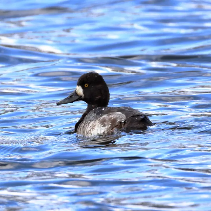 Lesser Scaup