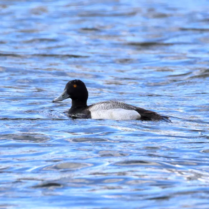 Lesser Scaup