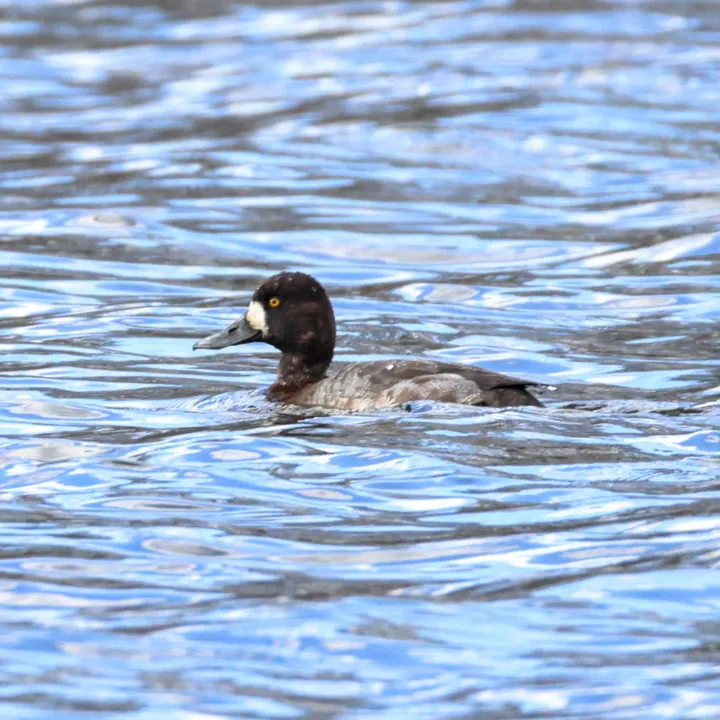 Lesser Scaup