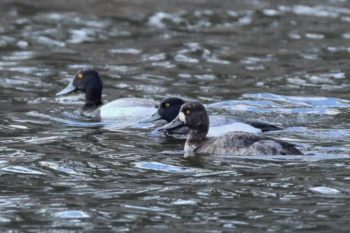 Lesser Scaup