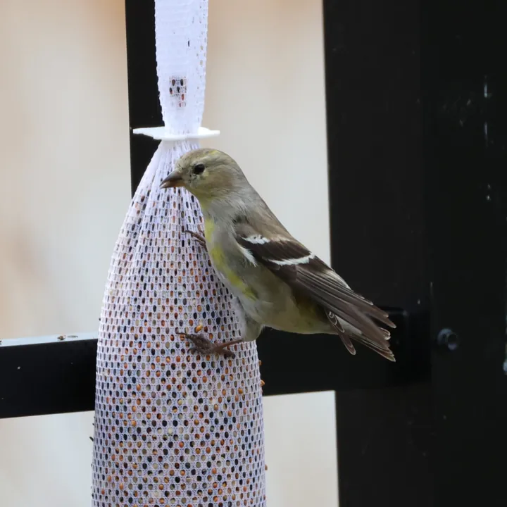 American Goldfinch