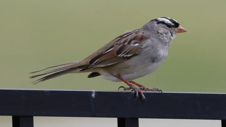 White-crowned Sparrow