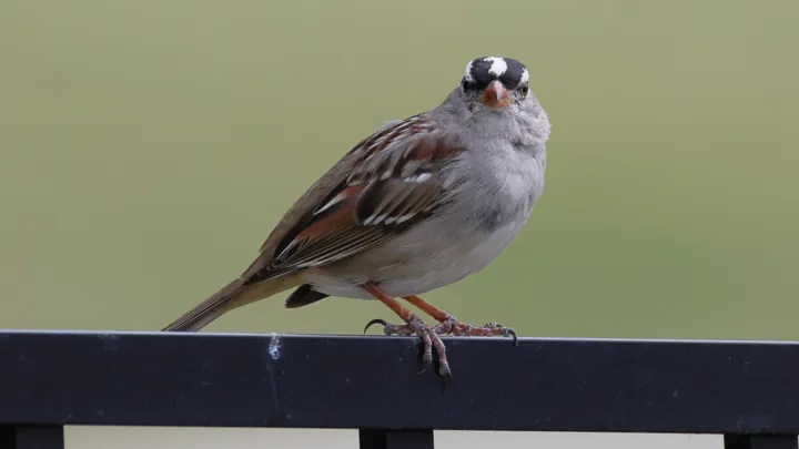 White-crowned Sparrow