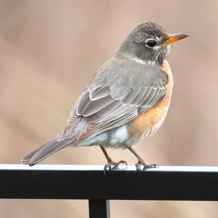 American Robin