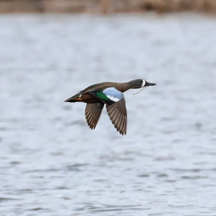 Blue-winged Teal