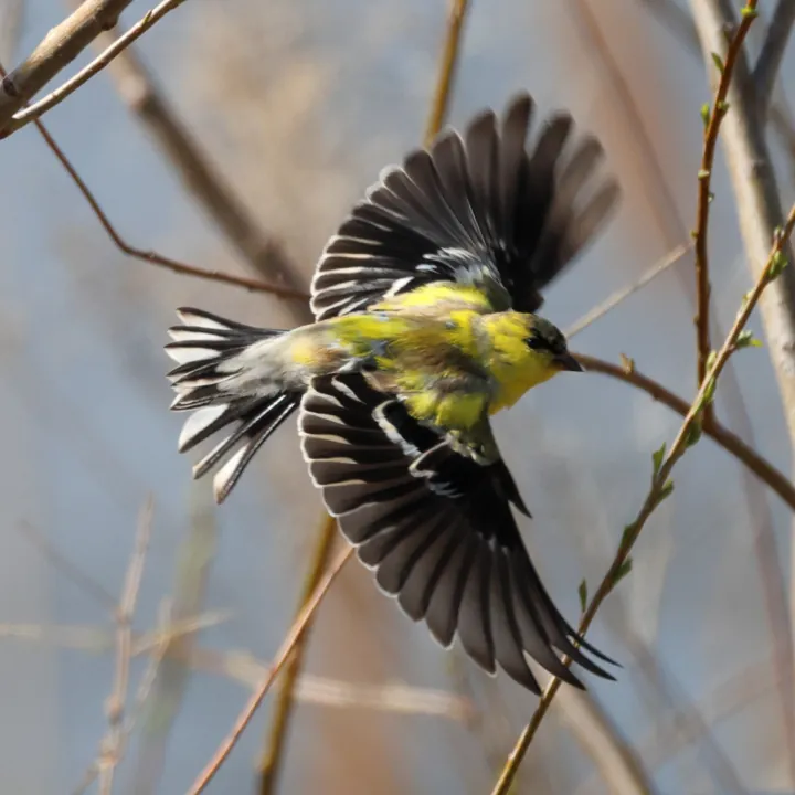 American Goldfinch