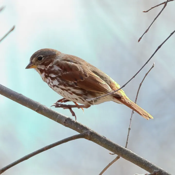 Fox Sparrow