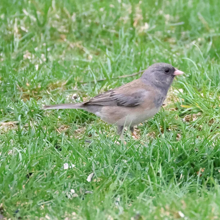 Dark-eyed Junco