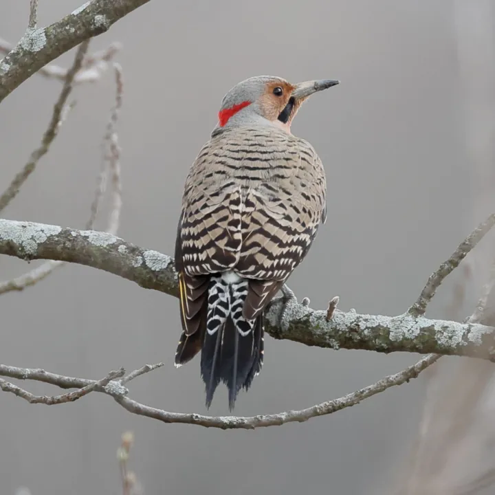 Northern Flicker
