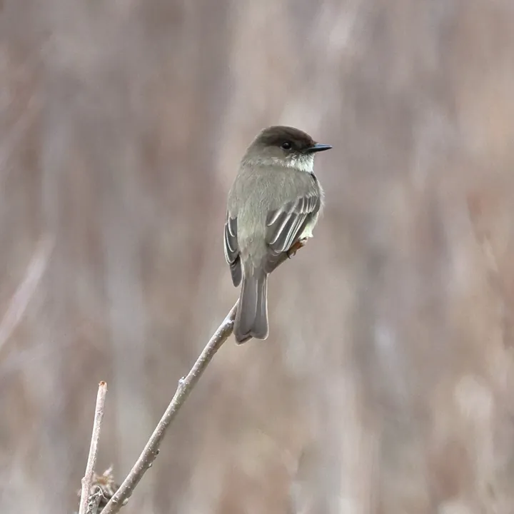 Eastern Phoebe
