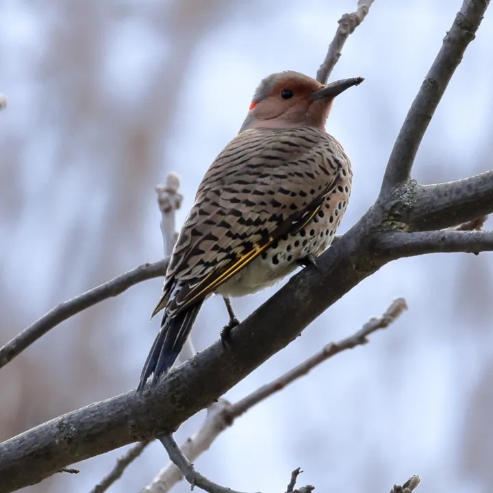 Northern Flicker