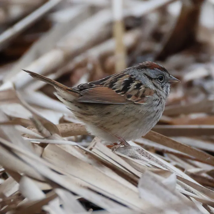 Swamp Sparrow