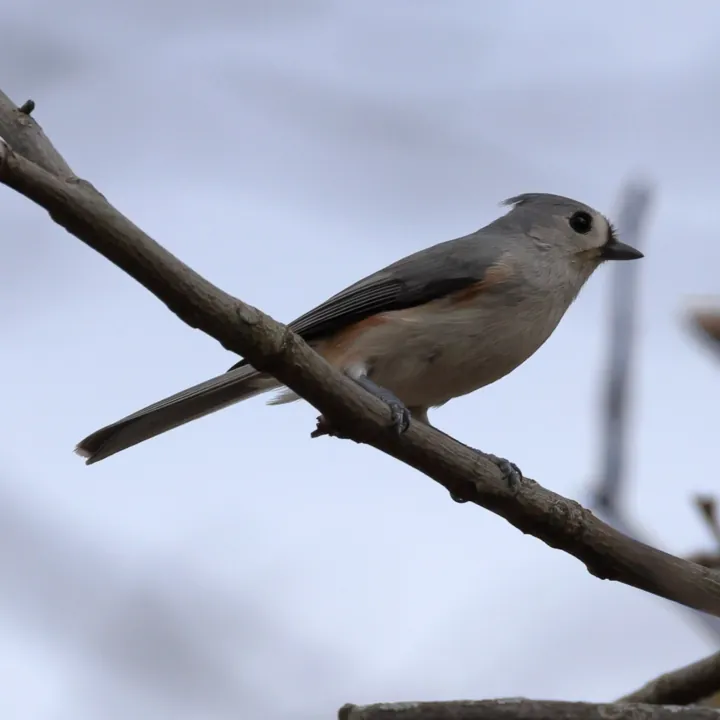 Tufted Titmouse