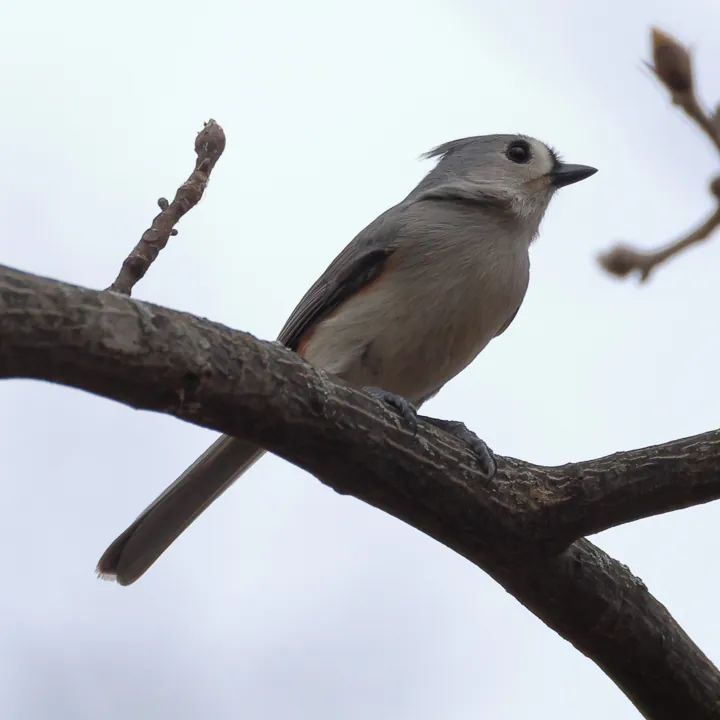 Tufted Titmouse