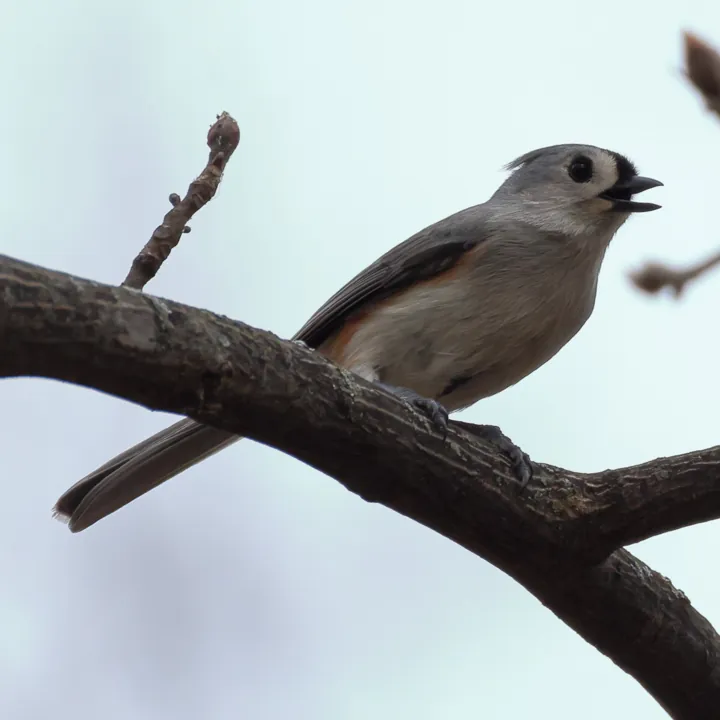Tufted Titmouse