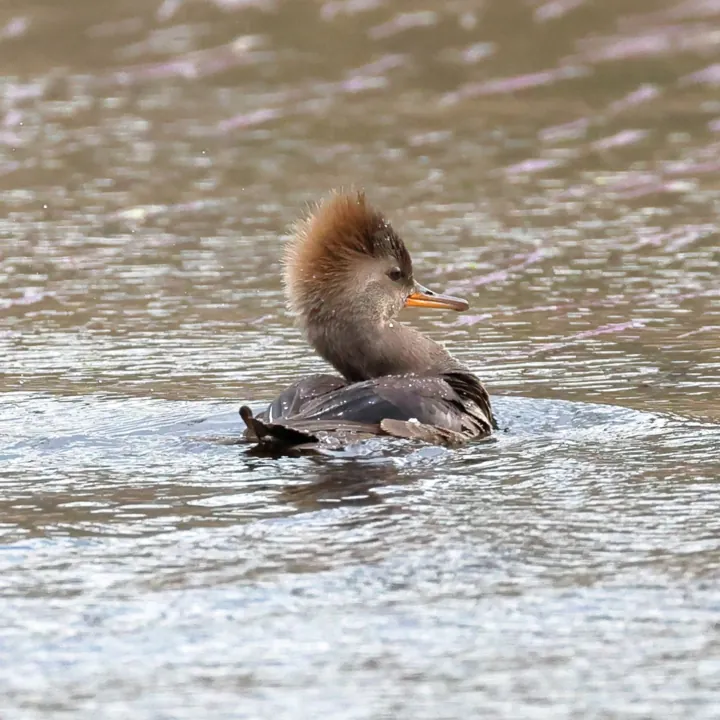 Hooded Merganser